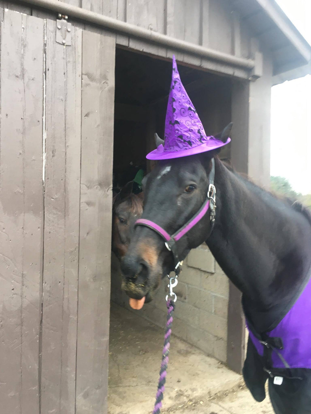 A Halloween update on Hillbily Babe!