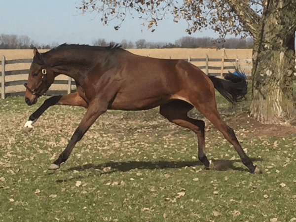 Alagnak Equus features Friends of Ferdinand!
