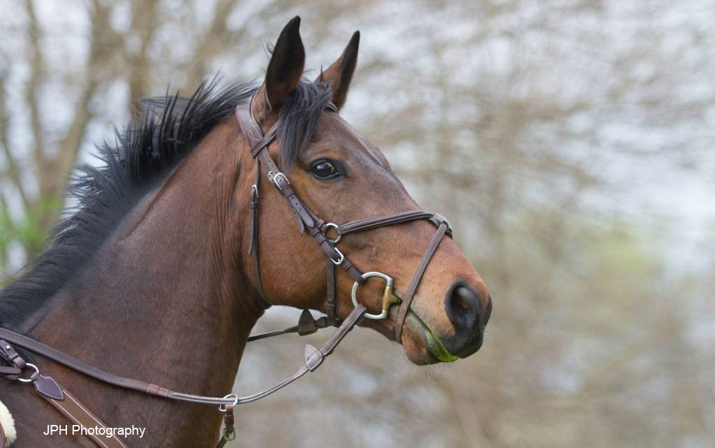 Follow FFI's Head Trainer and Strange Bird On the Road to the Retired Racehorse Project