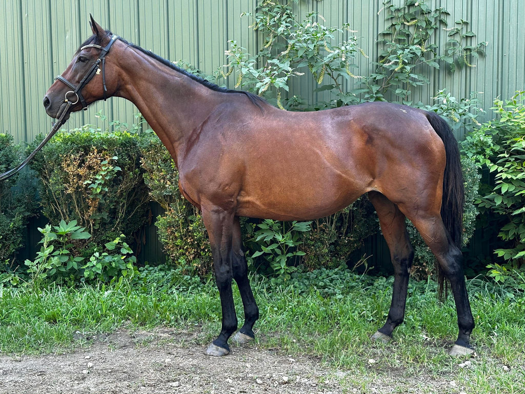 Sheba's Secret - Pasture Pal - ADOPTED!!!!
