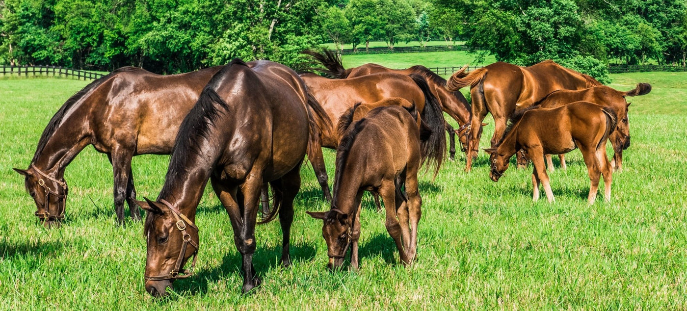 Broodmare Bunch