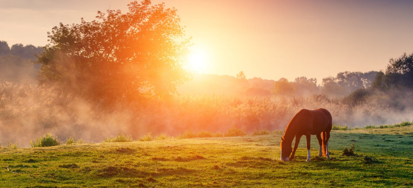 *Newly Launched Program* - Pasture Pals