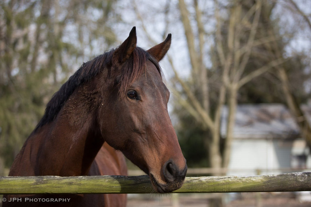 Caring During COVID-19: How You Can Help the Horse Community During the Pandemic