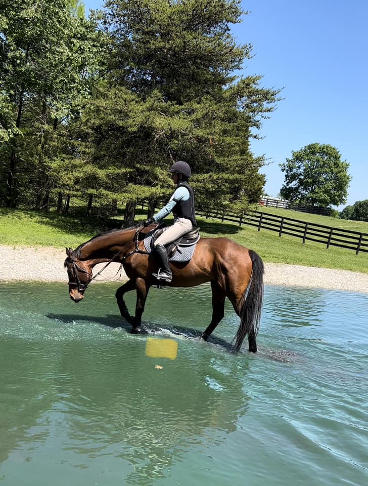 PowPow - *ON TRIAL* - Power Up For Your Summer with This Sweet Bay Gelding