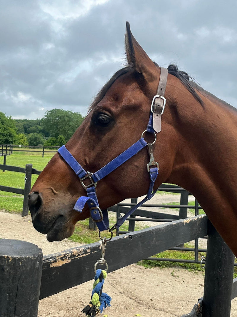 PowPow - *ON TRIAL* - Power Up For Your Summer with This Sweet Bay Gelding