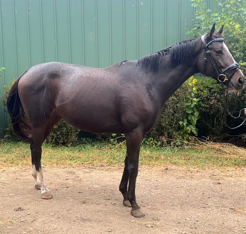 Chachkti - Fantastic mare for a motivated rider