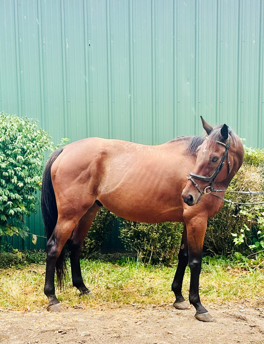 Horseshoe Harbour  - Ready for his next partner!!