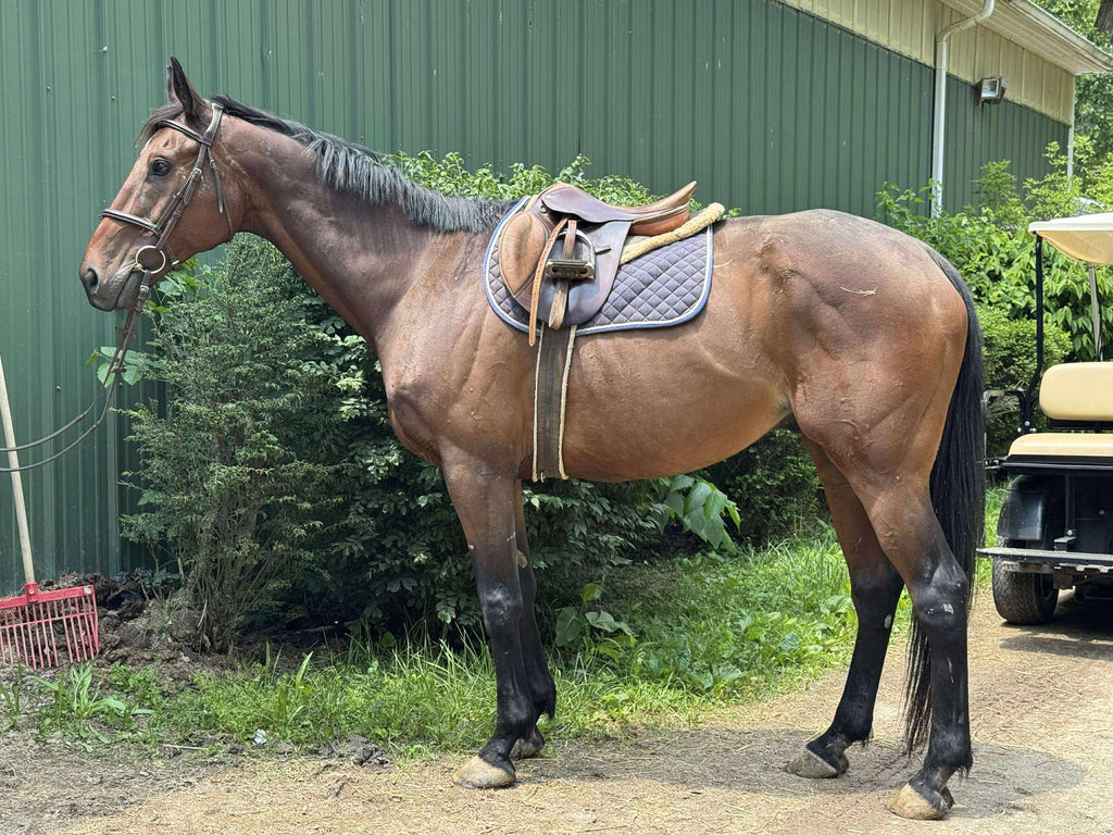 Horseshoe Harbour  - Ready for his next partner!!