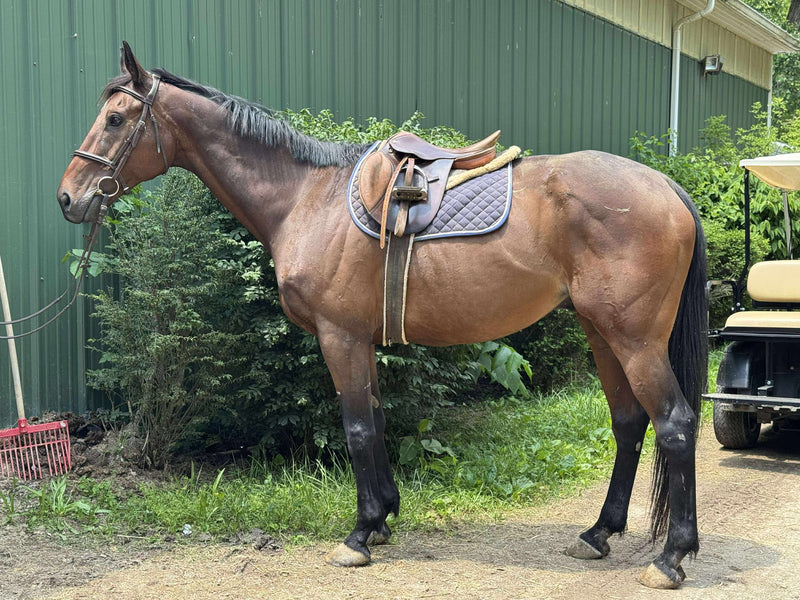 Horseshoe Harbour  - Ready for his next partner!!