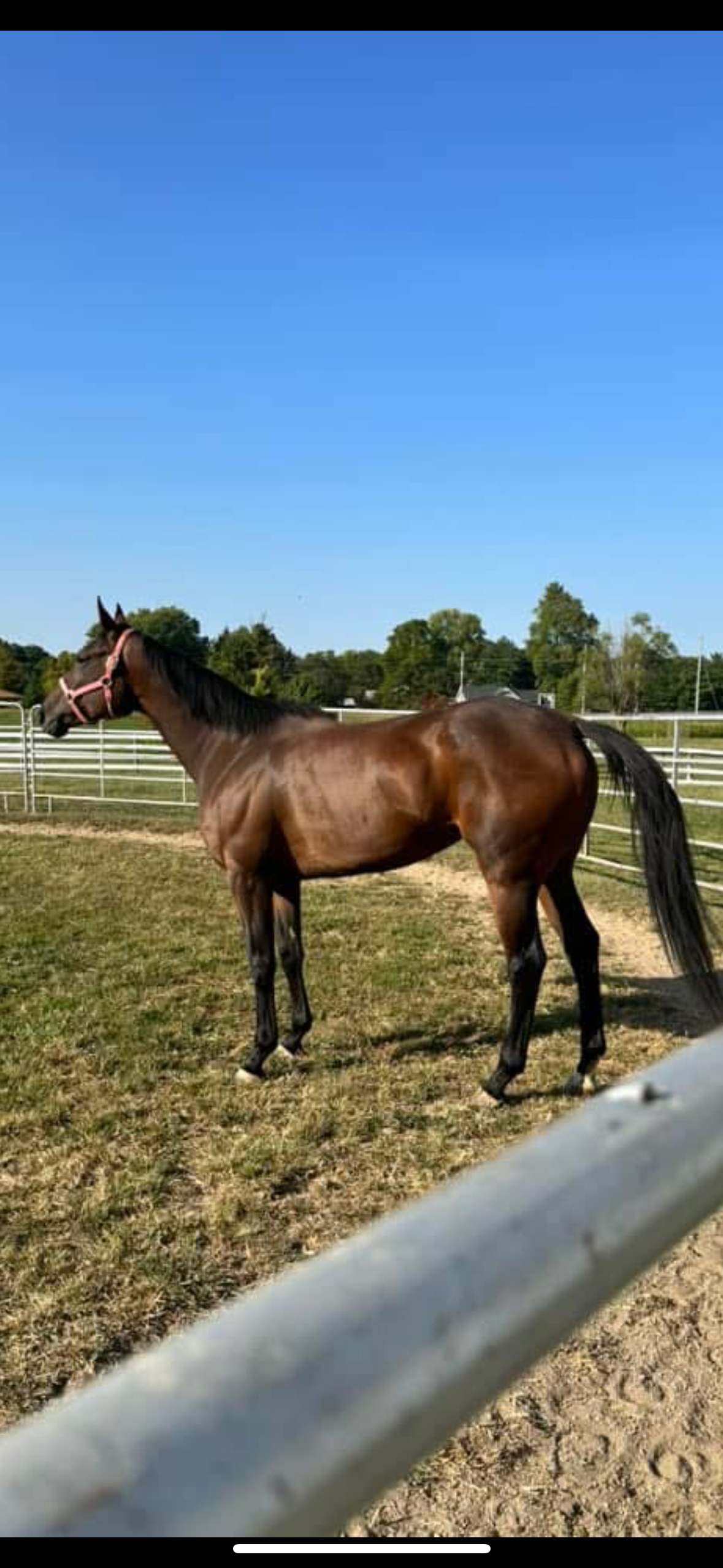 Meme Funny Stretching Videos Horse Memes Funniest Horse Videos Funny Memes  Horse And Girl Funny