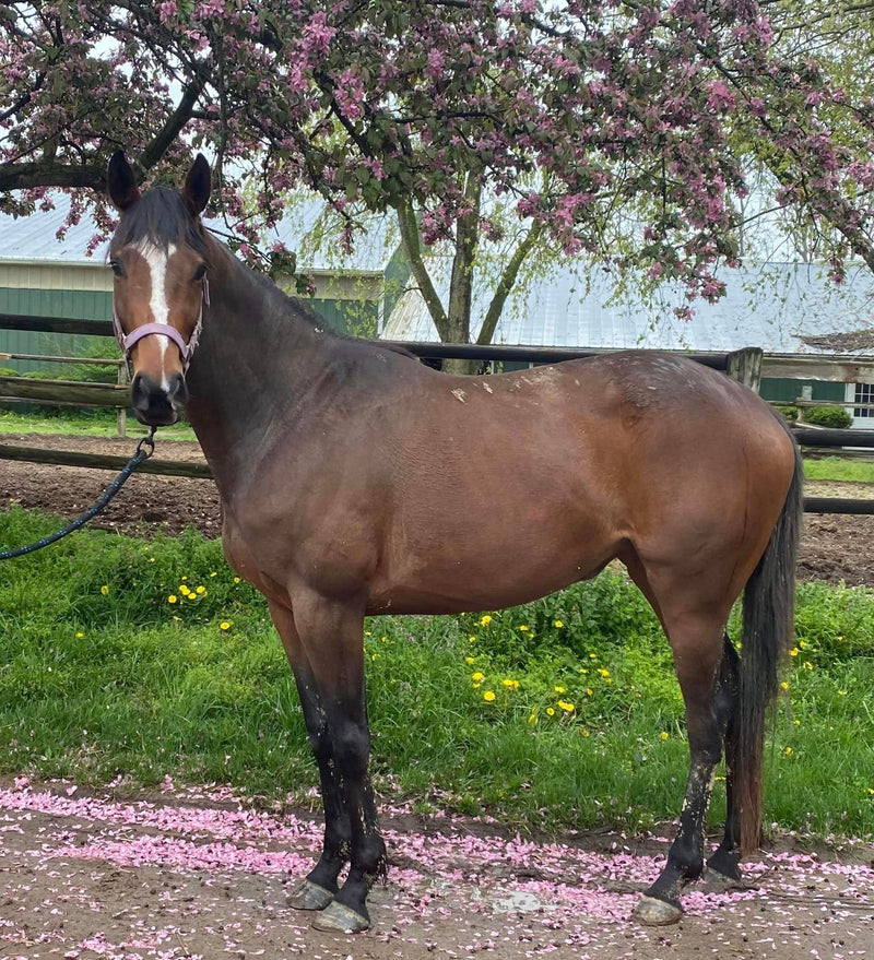 Bindi - Cute, Unraced Mare Started Under English Tack